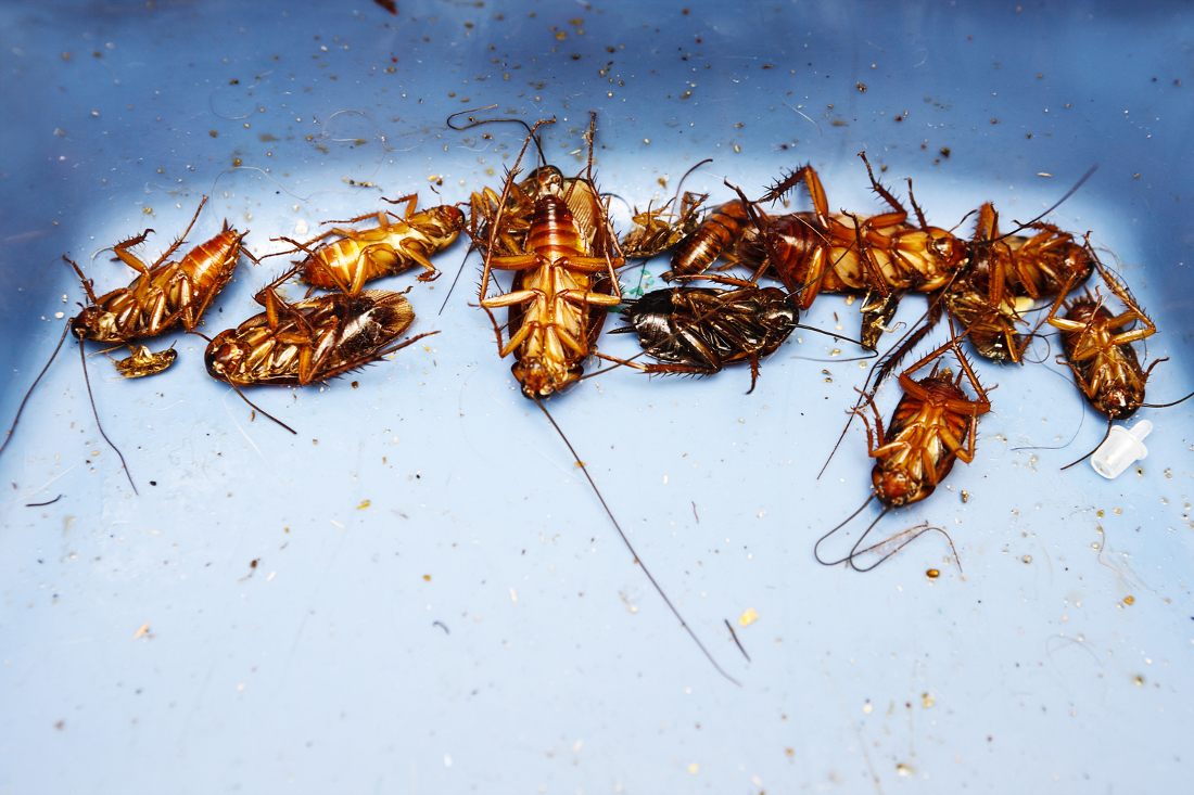pest exterminators harding
